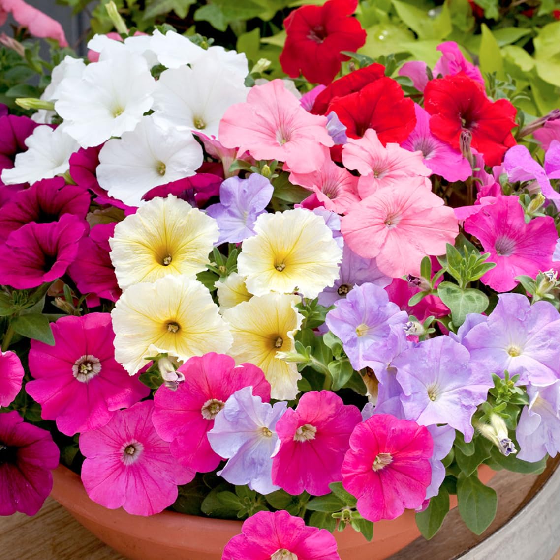 Petunia Seeds full sun varieties deliver long-lasting blooms throughout summer.