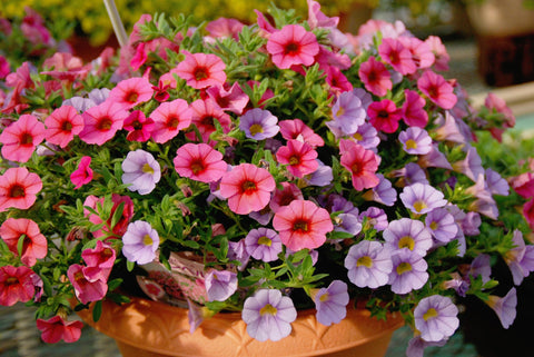 Petunia Seeds hanging basket setup adds cascading blooms and charm.