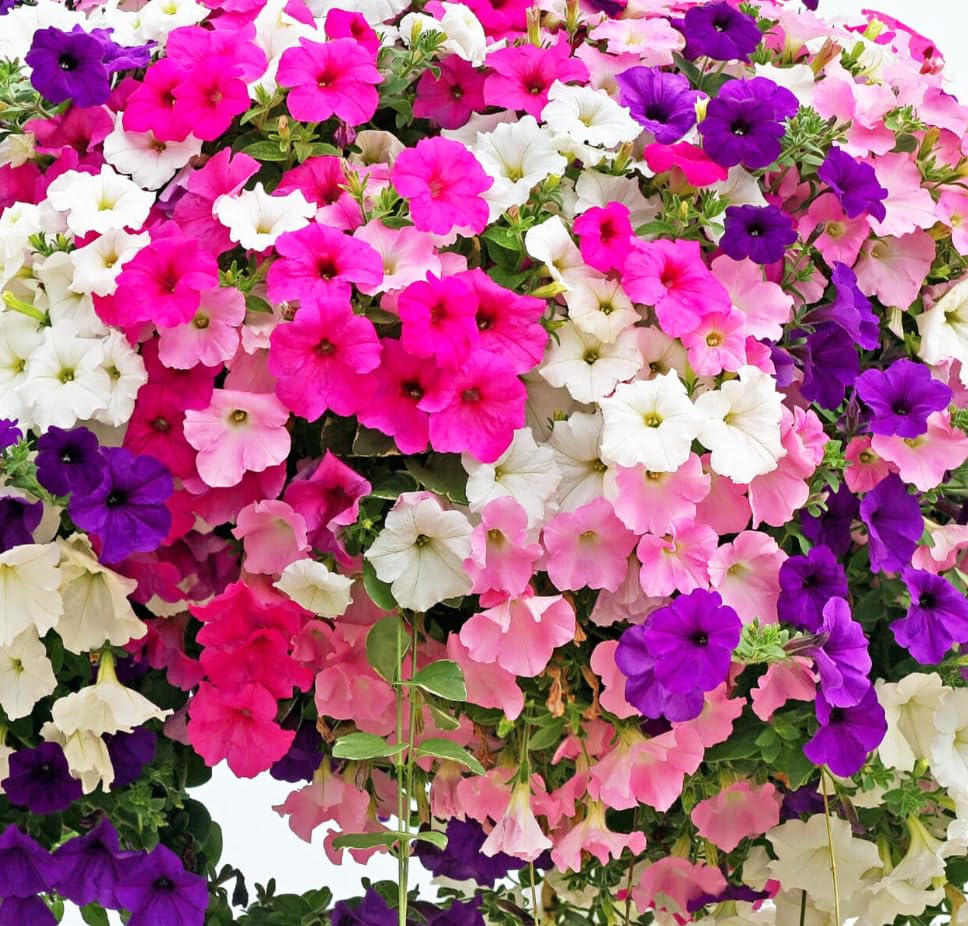 Petunia Seeds indoor pot display brightens interiors with easy care blooms.