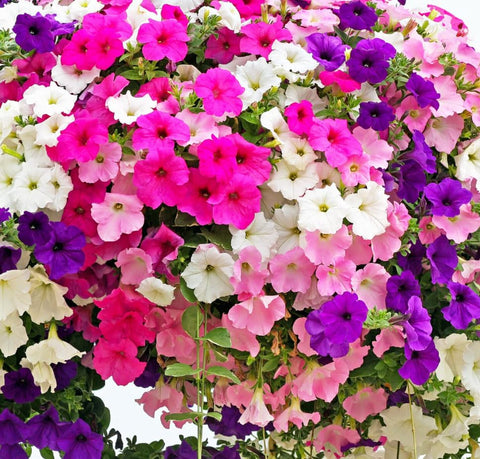 Petunia Seeds indoor pot display brightens interiors with easy care blooms.