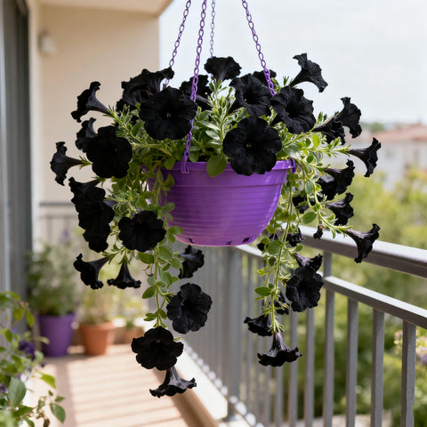 Black petunia seeds patio pot collection showcasing bold, compact plants.