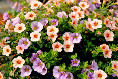 Petunia Seeds in pots and containers display lush color and coverage.