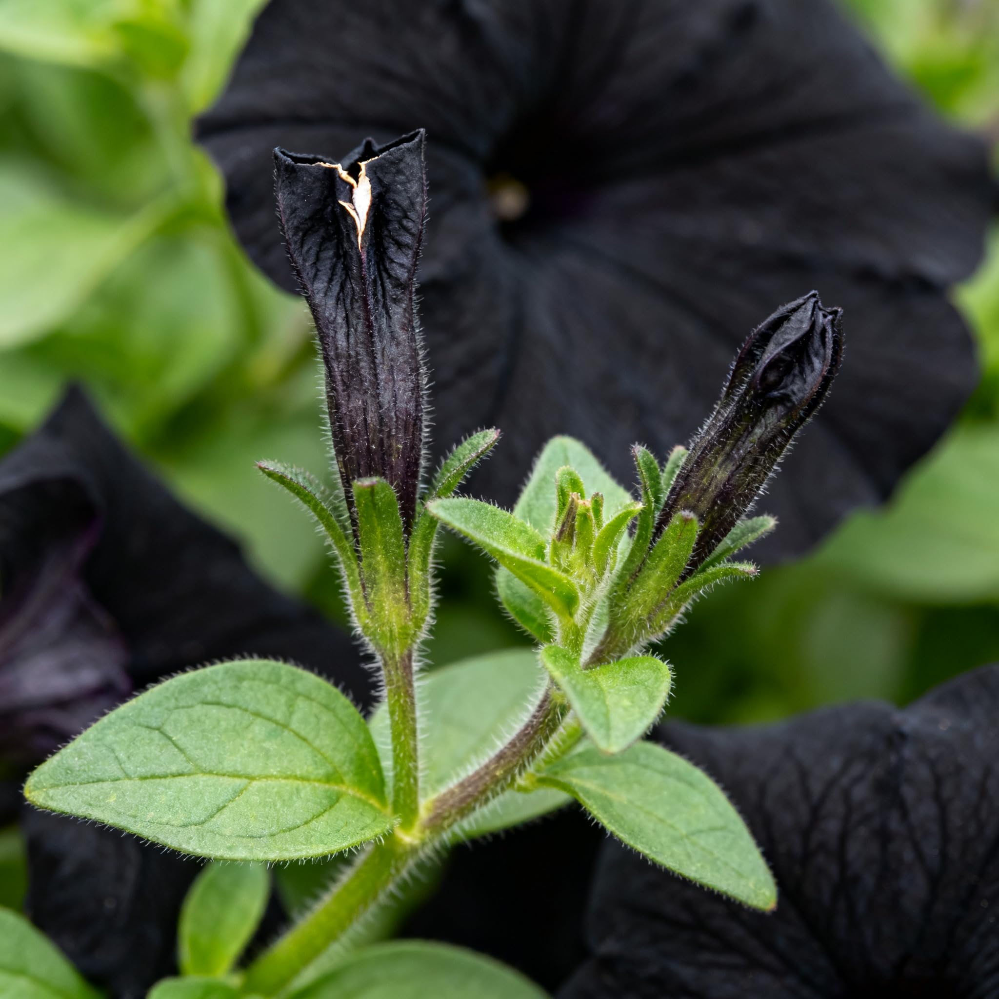 Black petunia seeds seed pack front with easy growing instructions included.