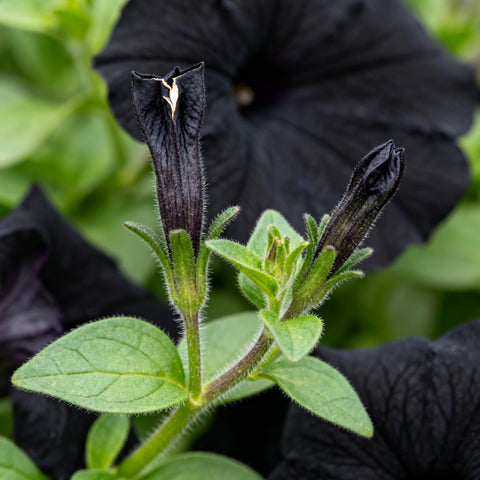 Black petunia seeds seed pack front with easy growing instructions included.