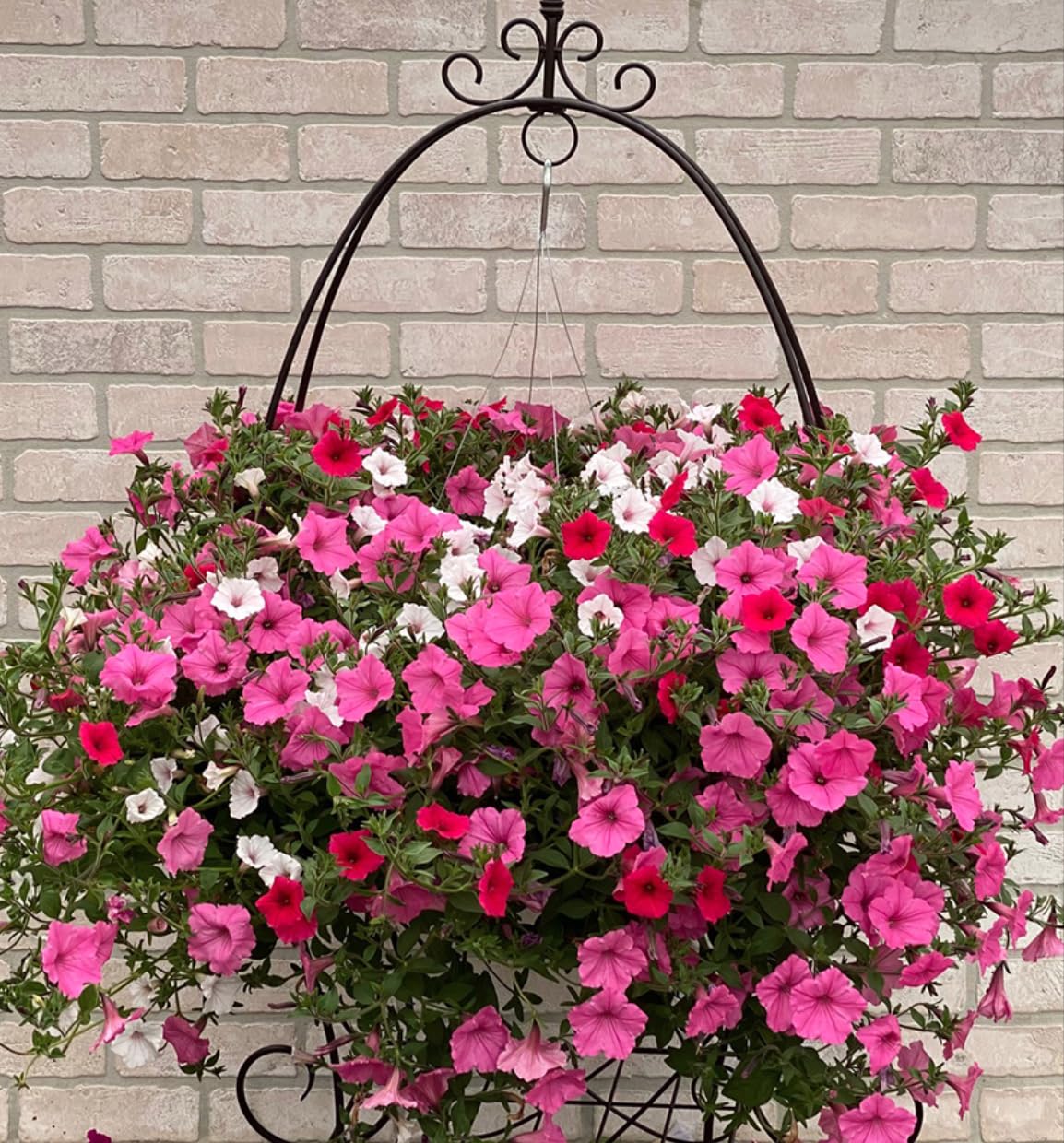 Petunia Seeds thriving in a sunlit garden bed with continuous color.
