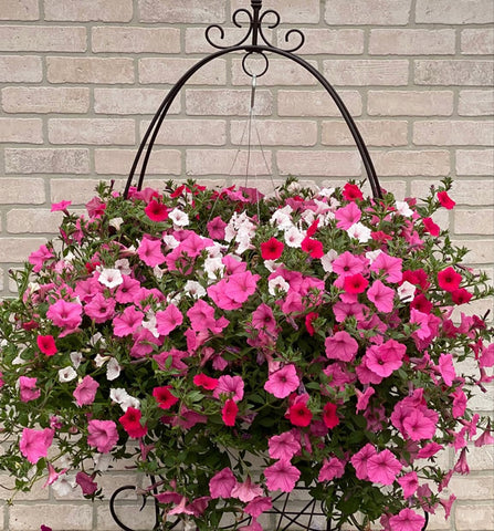 Petunia Seeds thriving in a sunlit garden bed with continuous color.