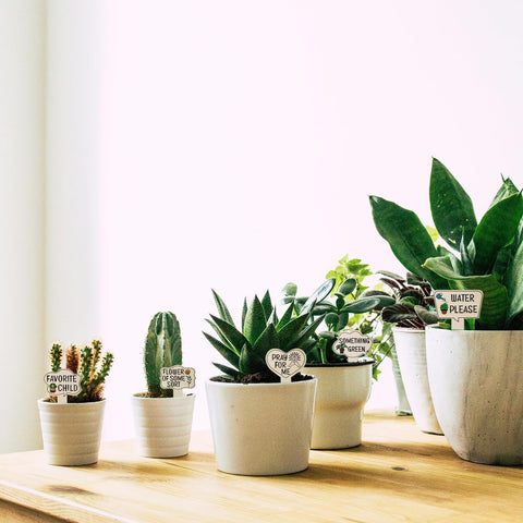 PEUTIER succulent and potted plant labels for quick care notes