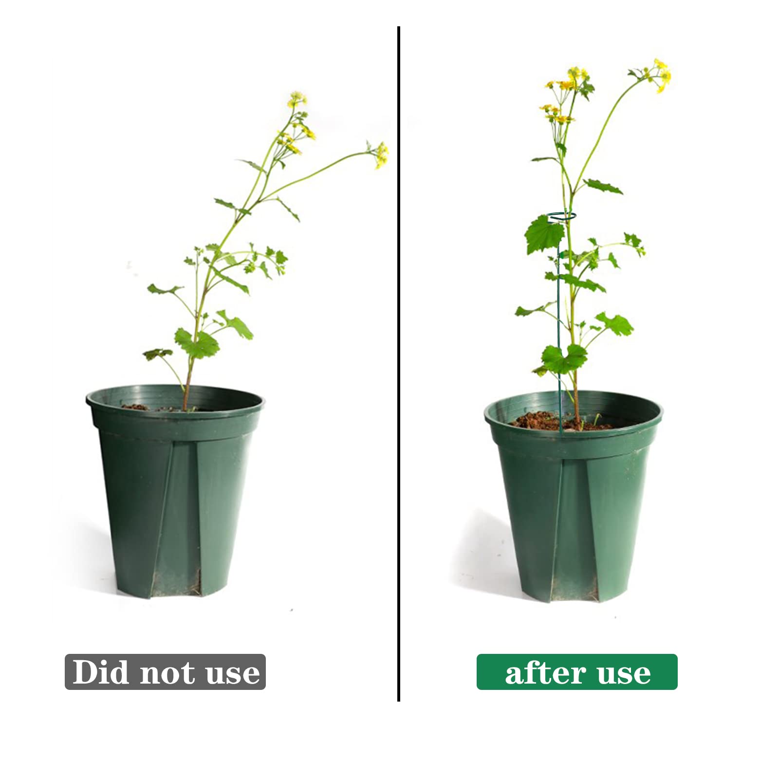 PFNRTH plant-support ring keeps stems upright in action.