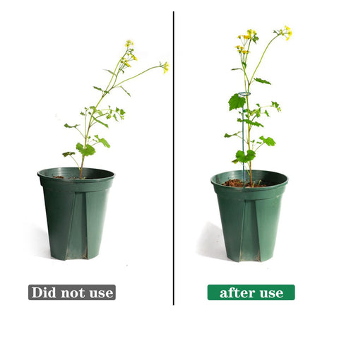 PFNRTH plant-support ring keeps stems upright in action.