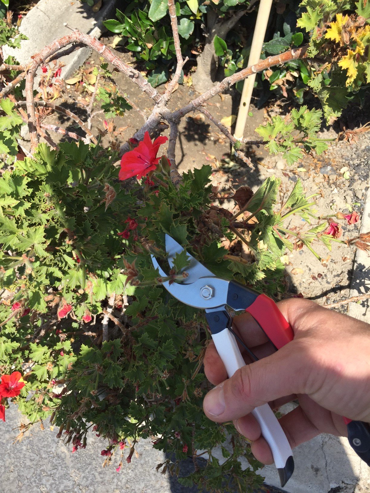 Phoenix Tools packaging image highlights compact, professional-grade pruning tool.