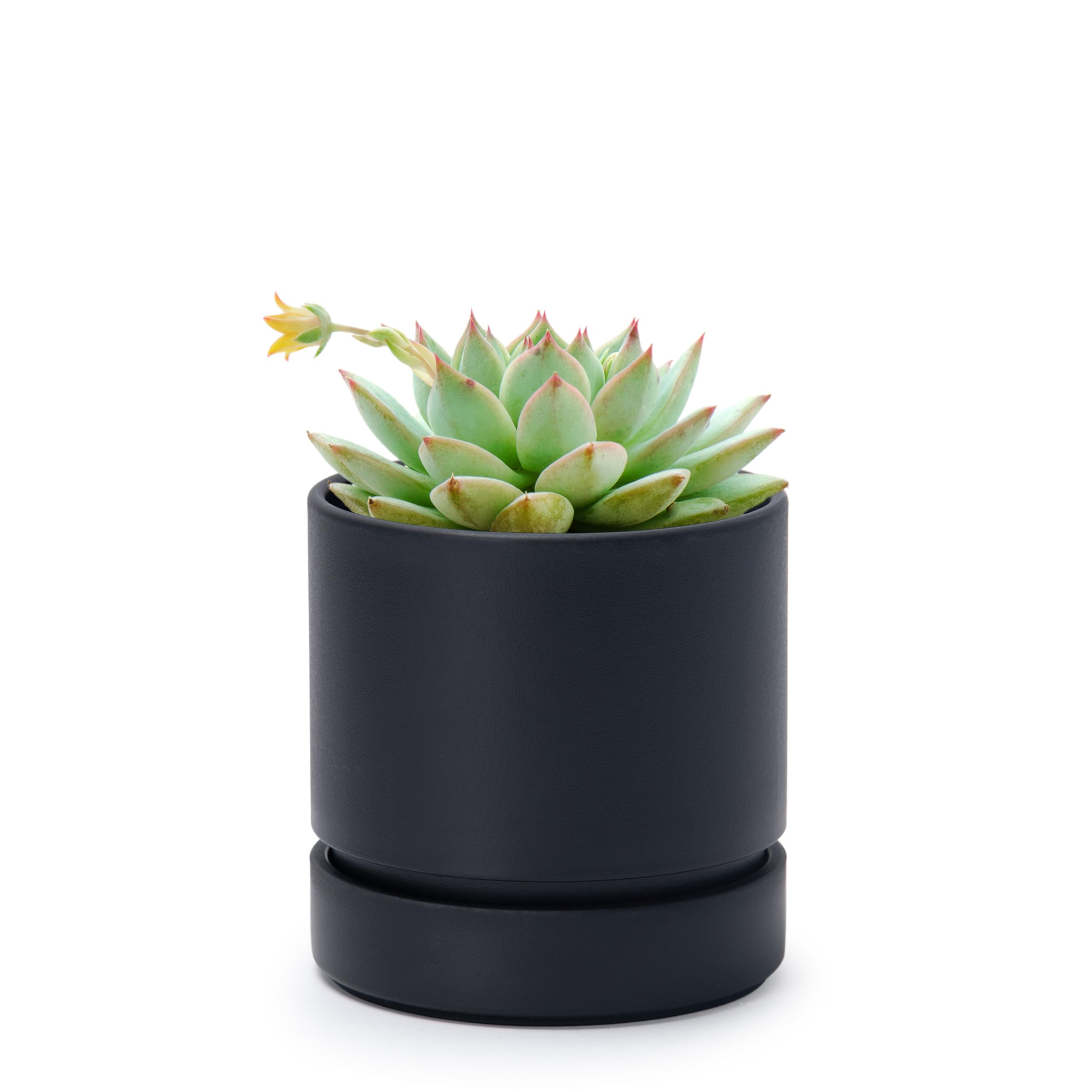 Phoenix Vine 4-inch planter with drainage hole and saucer enables bottom watering for healthy indoor plants.