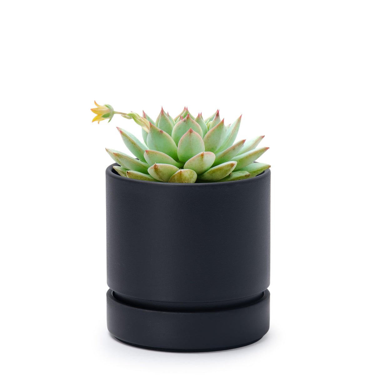 Phoenix Vine 4-inch planter with drainage hole and saucer enables bottom watering for healthy indoor plants.
