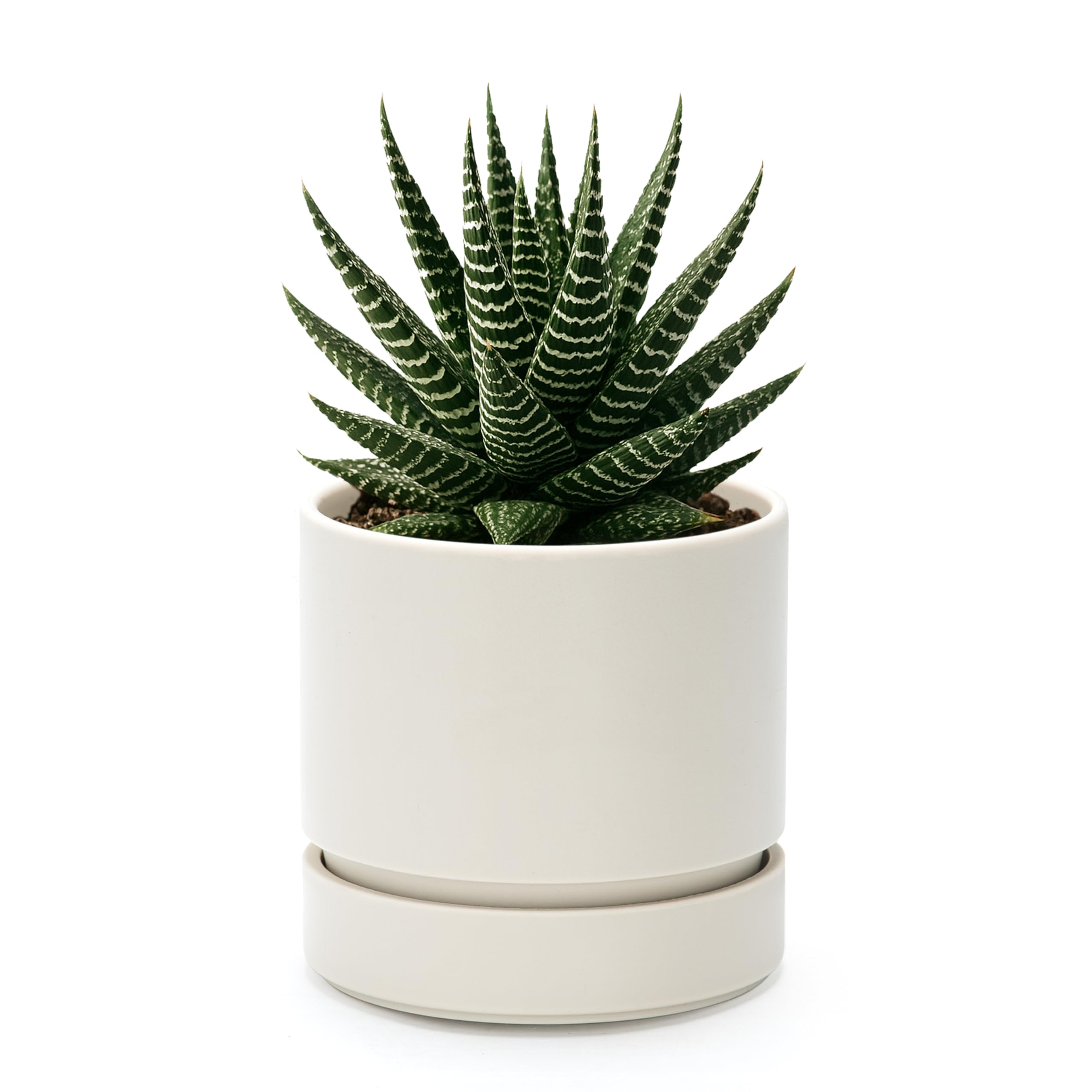 Phoenix Vine 4-inch planter with drainage hole and saucer for bottom watering.