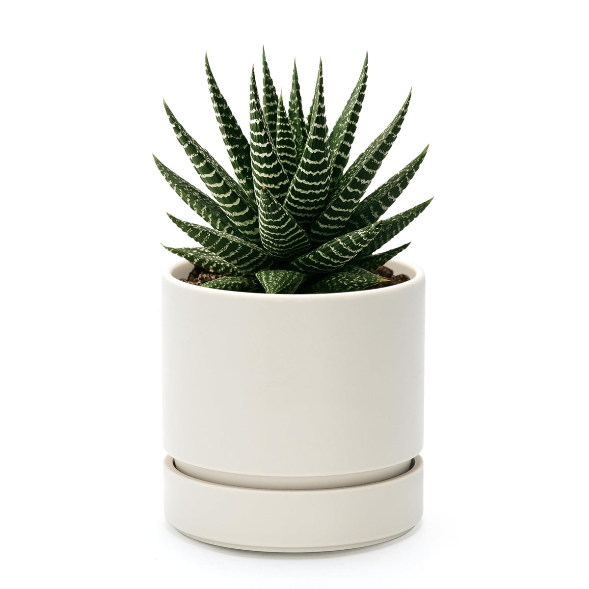 Phoenix Vine 4-inch planter with drainage hole and saucer for bottom watering.