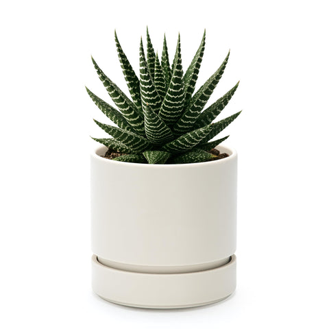Phoenix Vine 4-inch planter with drainage hole and saucer for bottom watering.