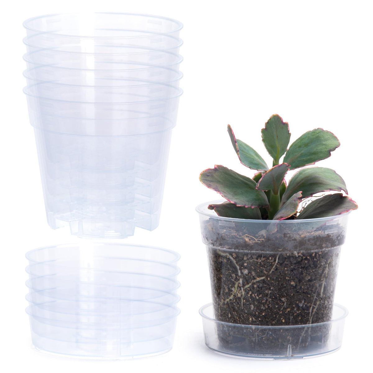 Phoenix Vine 4-inch clear pot with drainage holes and interlocking tray for easy use