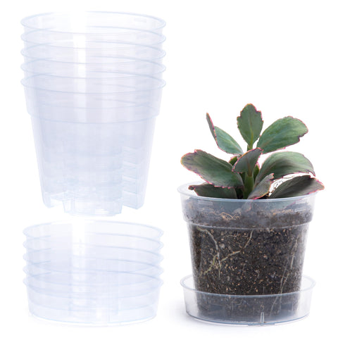 Phoenix Vine 4-inch clear pot with drainage holes and interlocking tray for easy use
