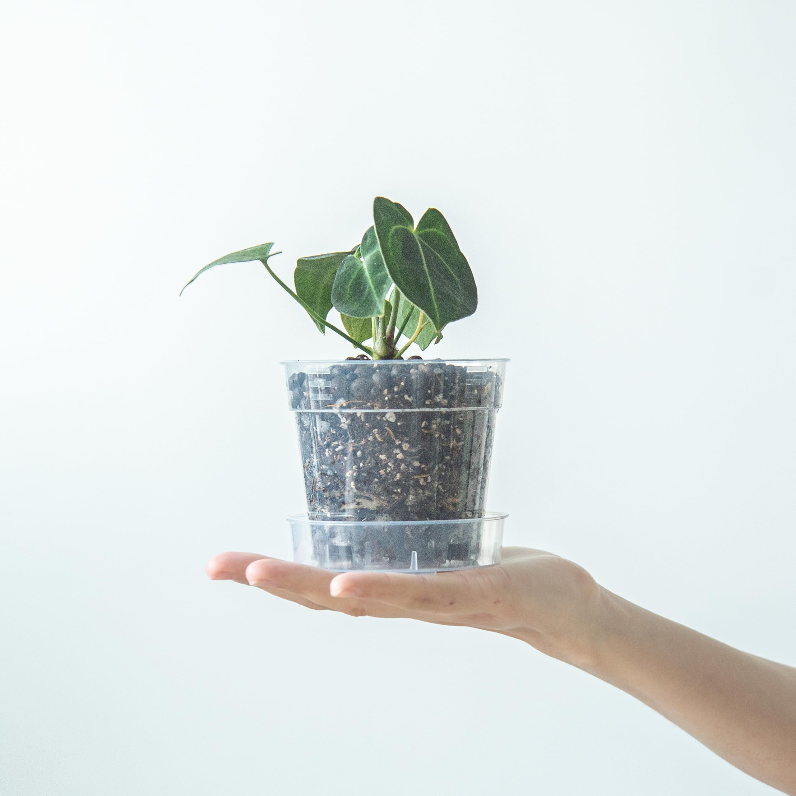 Phoenix Vine 4-inch clear pot shows raised base for airflow
