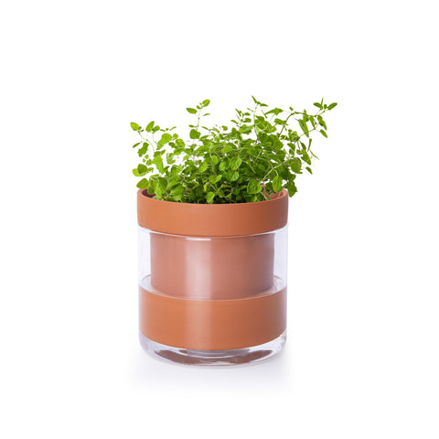 Phoenix Vine 4-Inch self-watering planter with glass reservoir for easy watering.