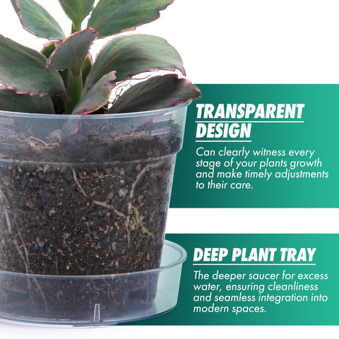 Phoenix Vine 6-pack of clear plastic pots for cohesive display