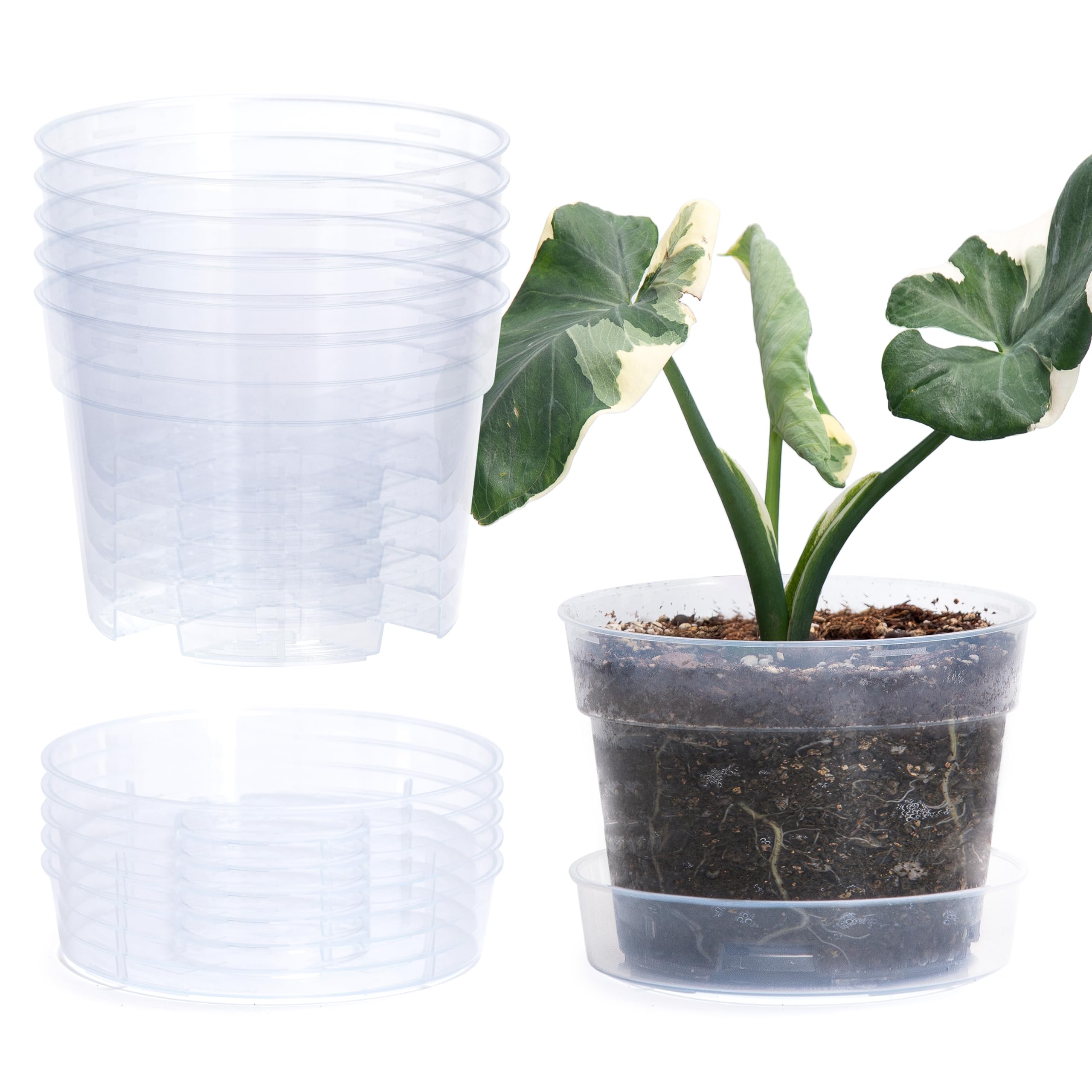 Phoenix Vine 6in clear plant pot with drainage holes supports healthy root airflow and moisture monitoring
