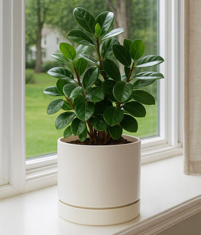 Phoenix Vine 8 inch planter drainage-hole detail emphasizes prevent overwatering.