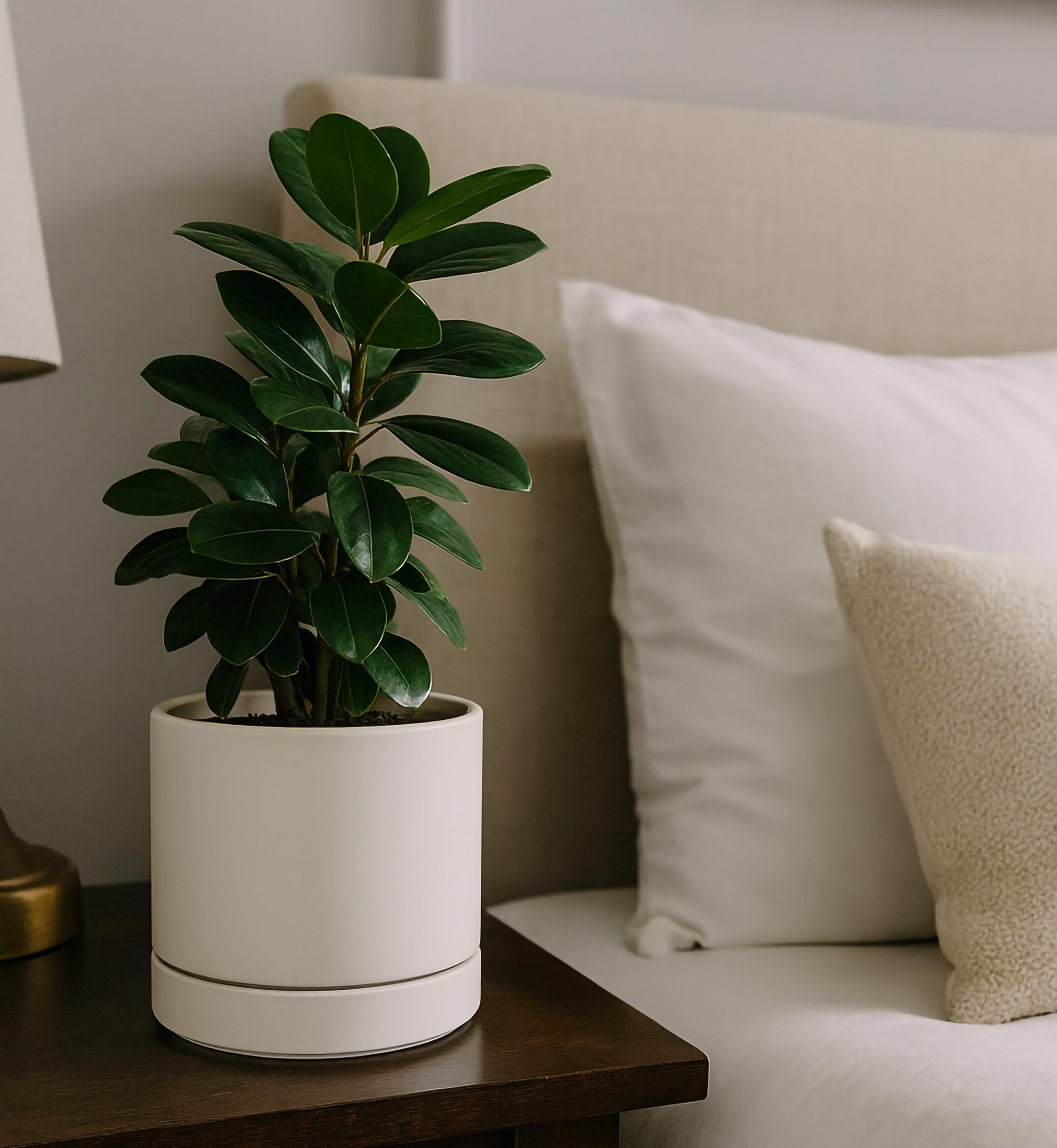 Phoenix Vine 8 inch planter gift-packaging highlights thoughtful home or office gift.