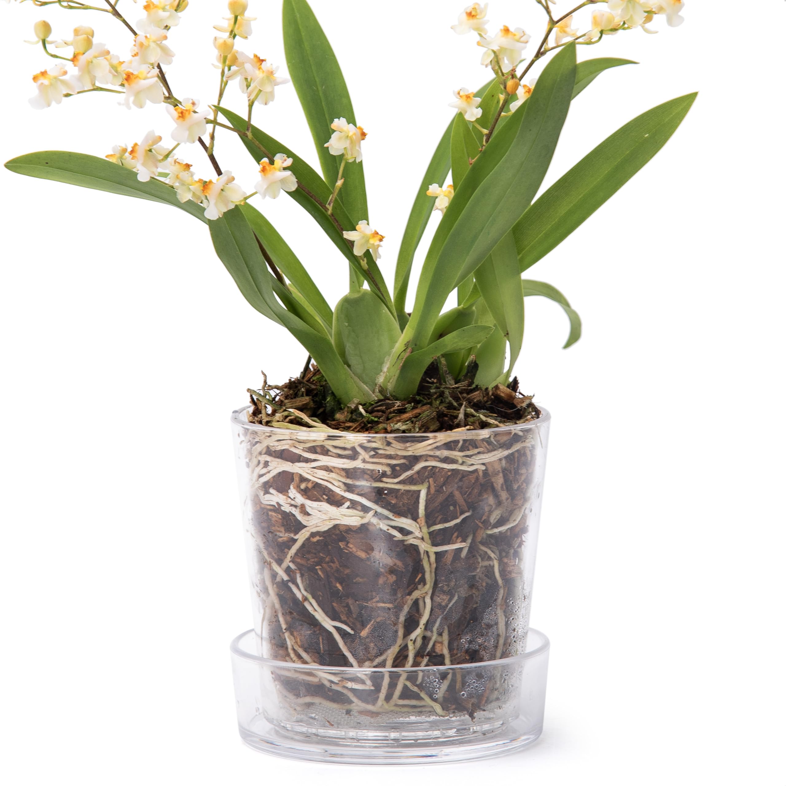 Phoenix Vine clear acrylic planter shows root growth clearly on a sunny windowsill.