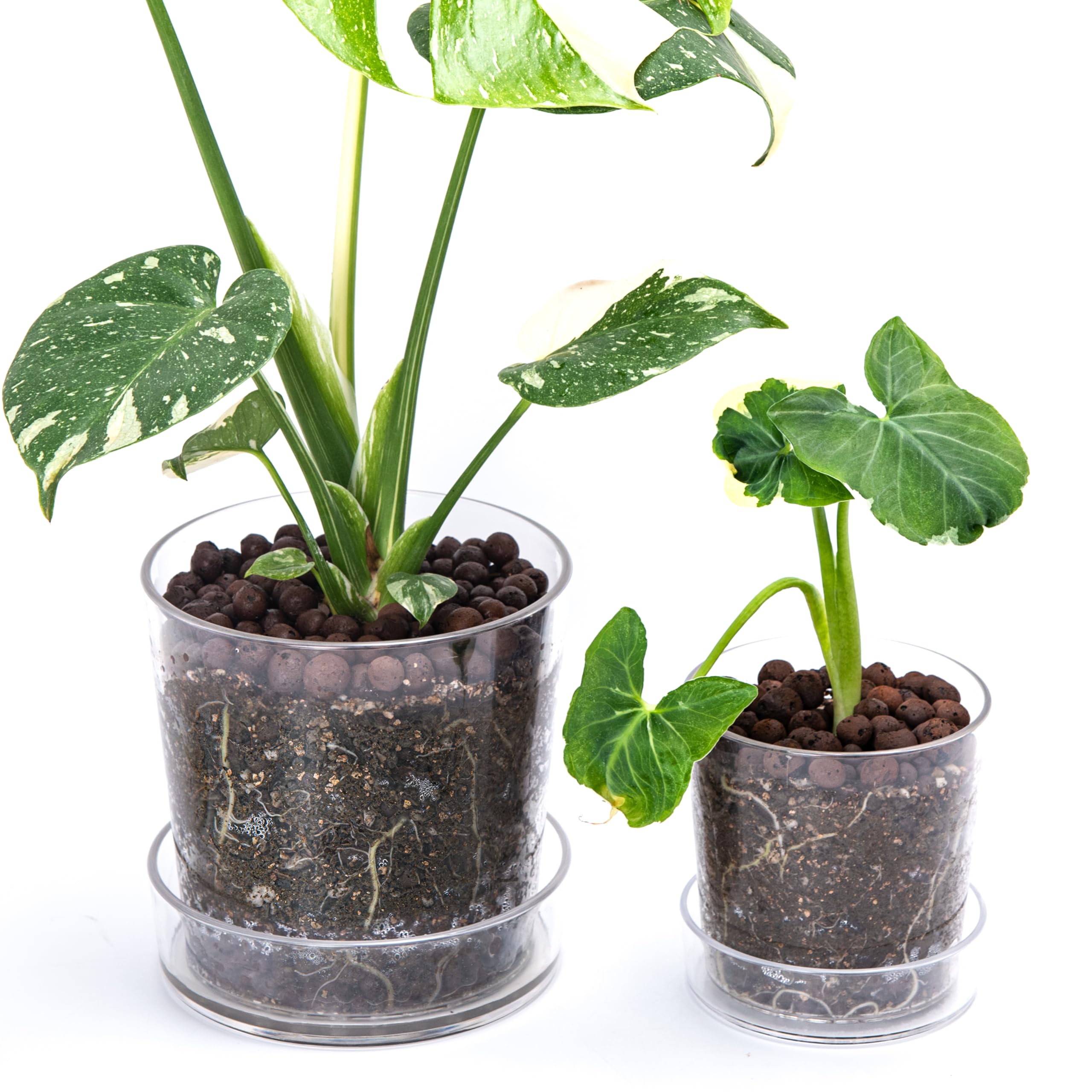 Phoenix Vine clear acrylic planter 4.5-inch shows root visibility for quick health checks.