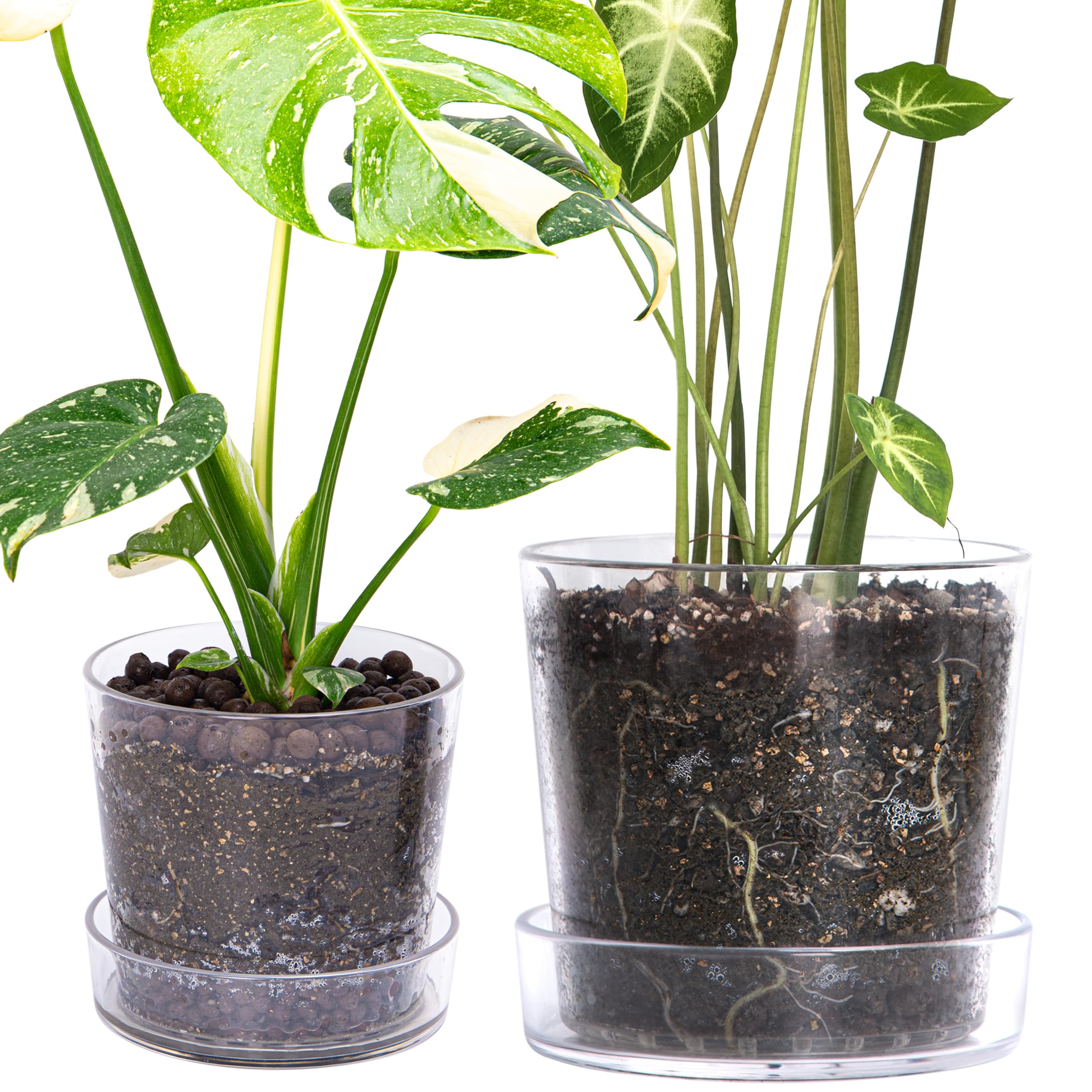 Phoenix Vine clear acrylic planter 6.5-inch with tray shows root growth and neat display