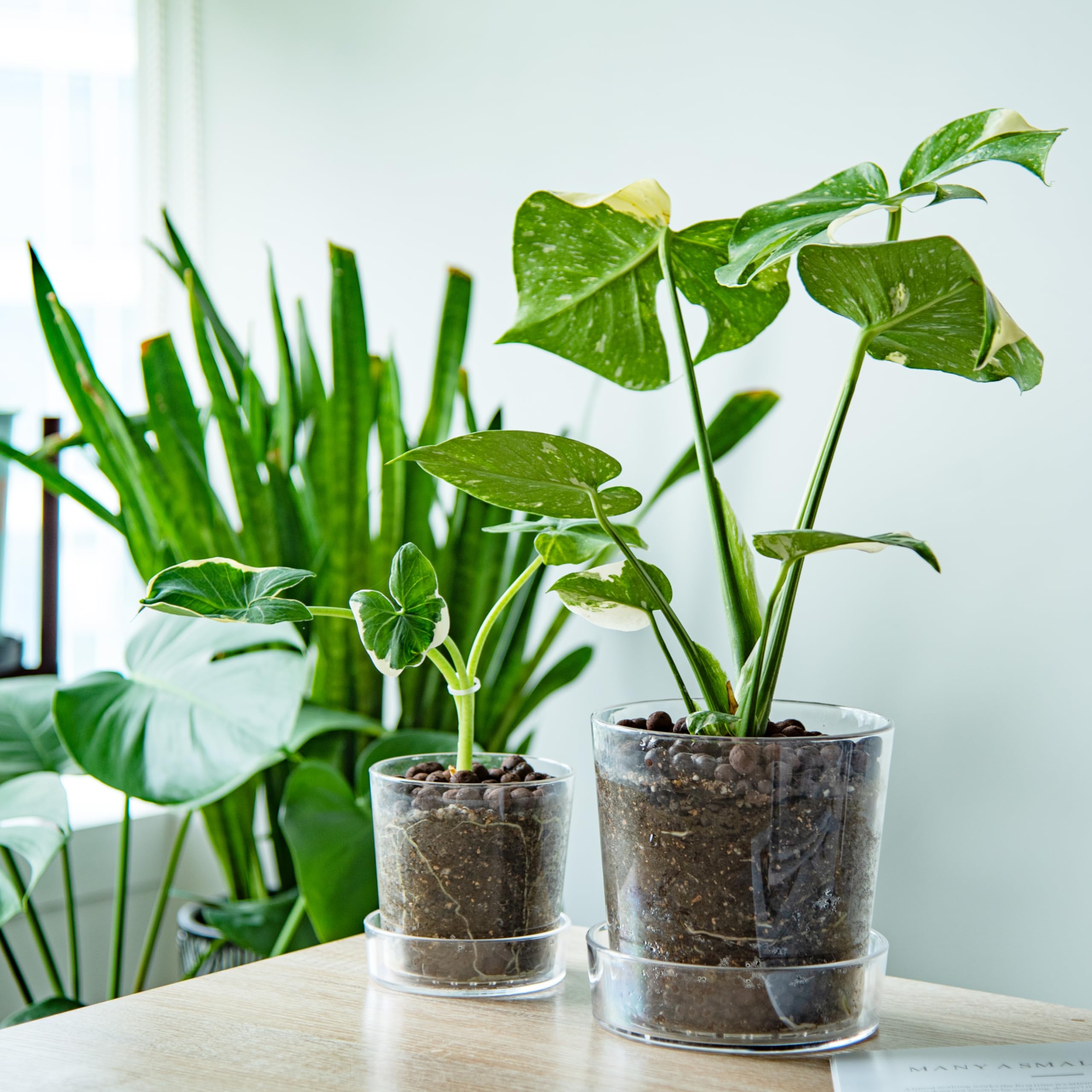 Phoenix Vine clear acrylic planter 6.5-inch reveals roots for easy monitoring.