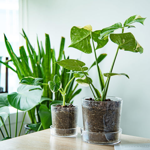 Phoenix Vine clear acrylic planter 6.5-inch reveals roots for easy monitoring.
