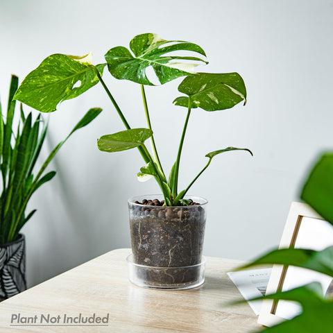Phoenix Vine clear acrylic planter 8-inch with tray highlights root health in a sleek frame