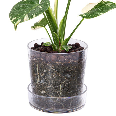 Phoenix Vine clear acrylic planter pot 6.5 inches shows root growth for easy health checks.