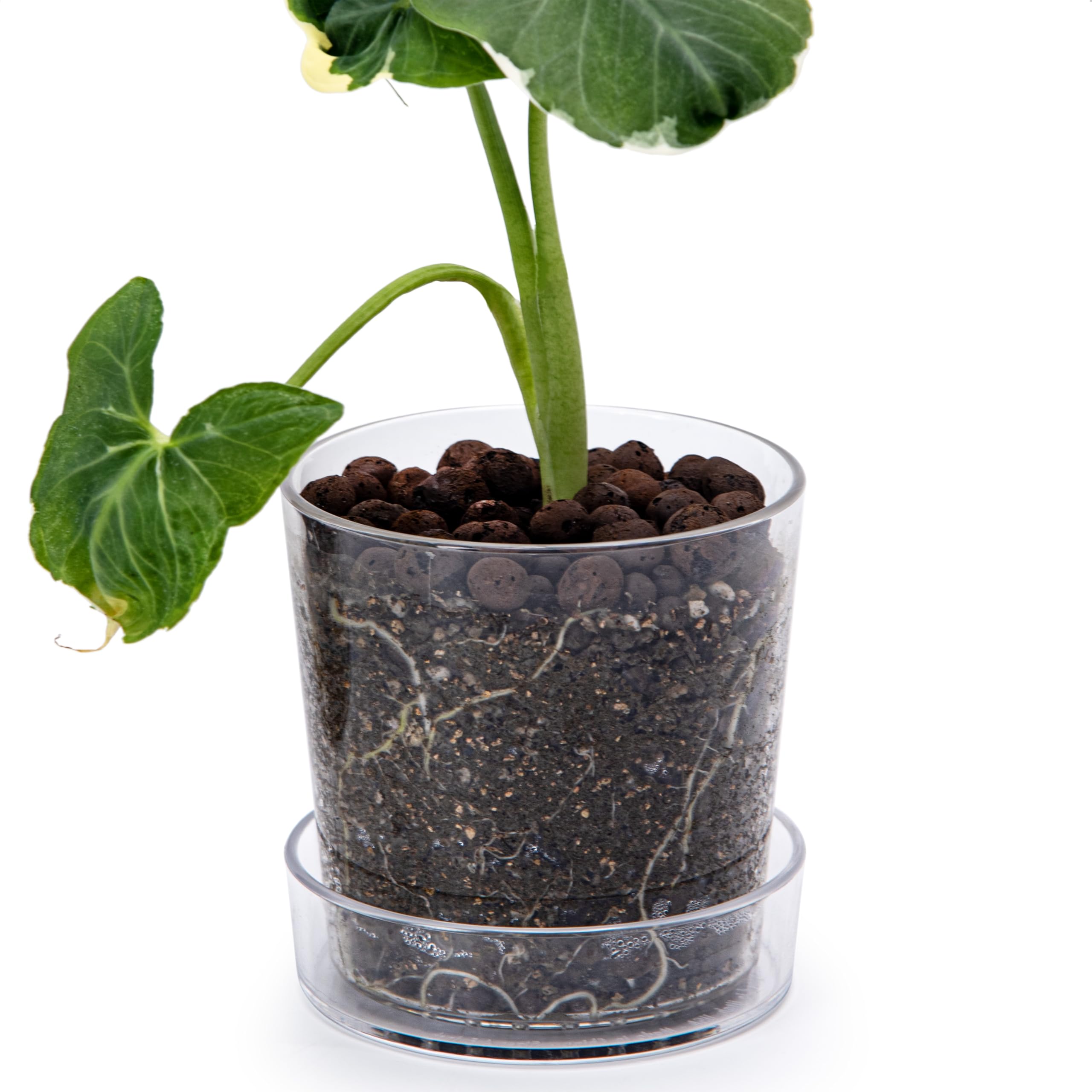 Phoenix Vine clear acrylic planter with transparent walls to monitor root growth.