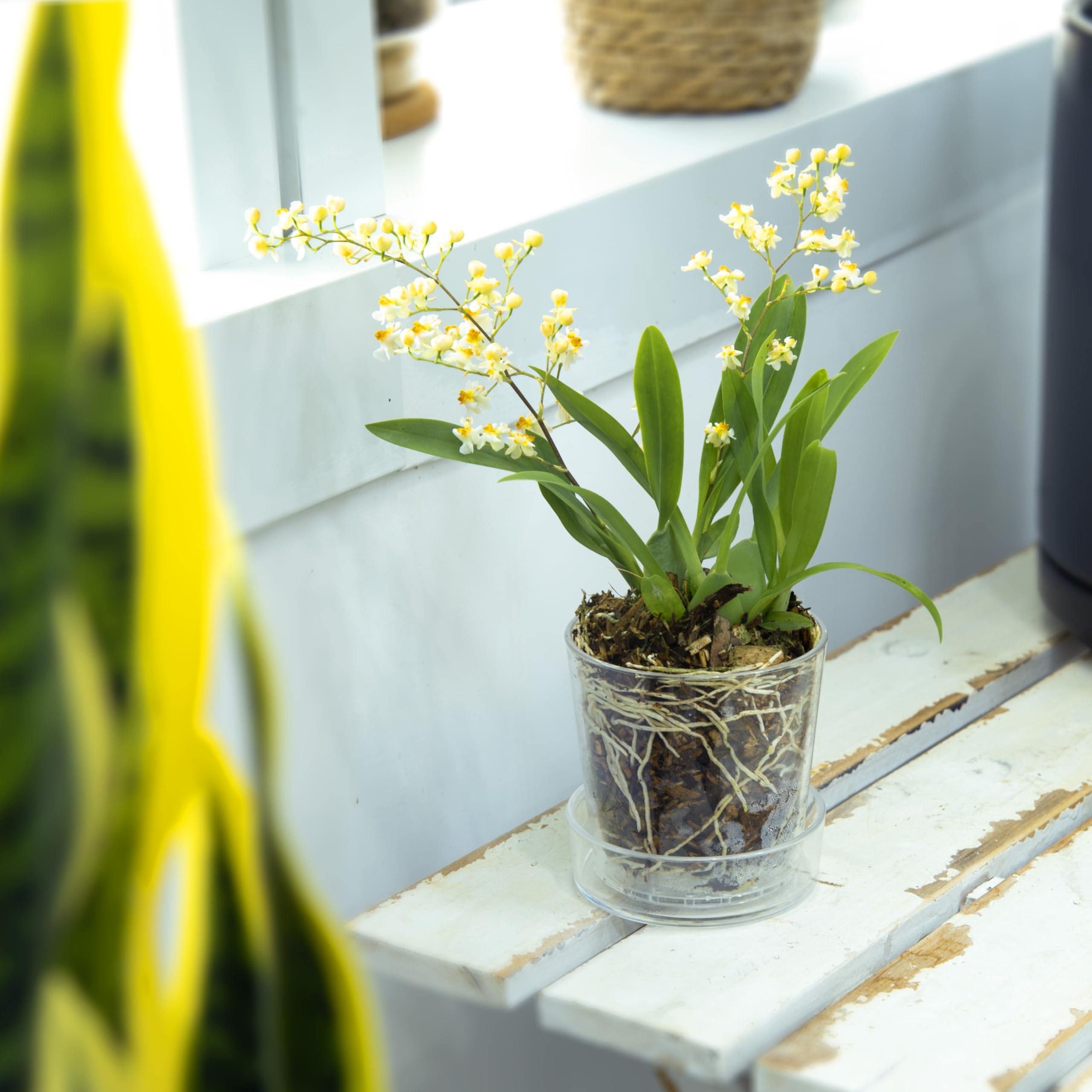 Phoenix Vine deep saucer catches excess water and protects surfaces.