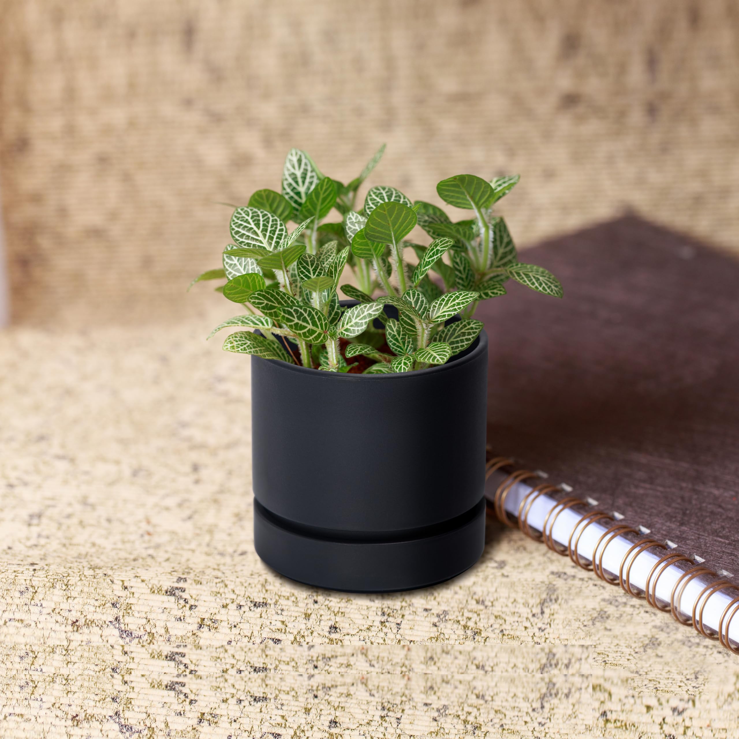 Phoenix Vine gift-ready planter combines style and practicality for any occasion.