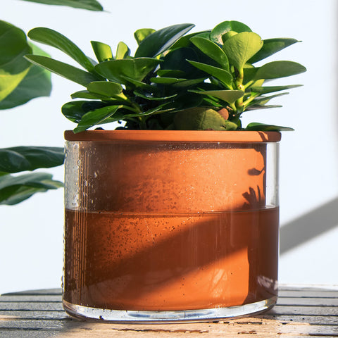 Phoenix Vine glass container shows water level for easy irrigation checks.