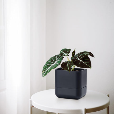 Phoenix Vine ideal for small plants like Aloe Vera and Pothos