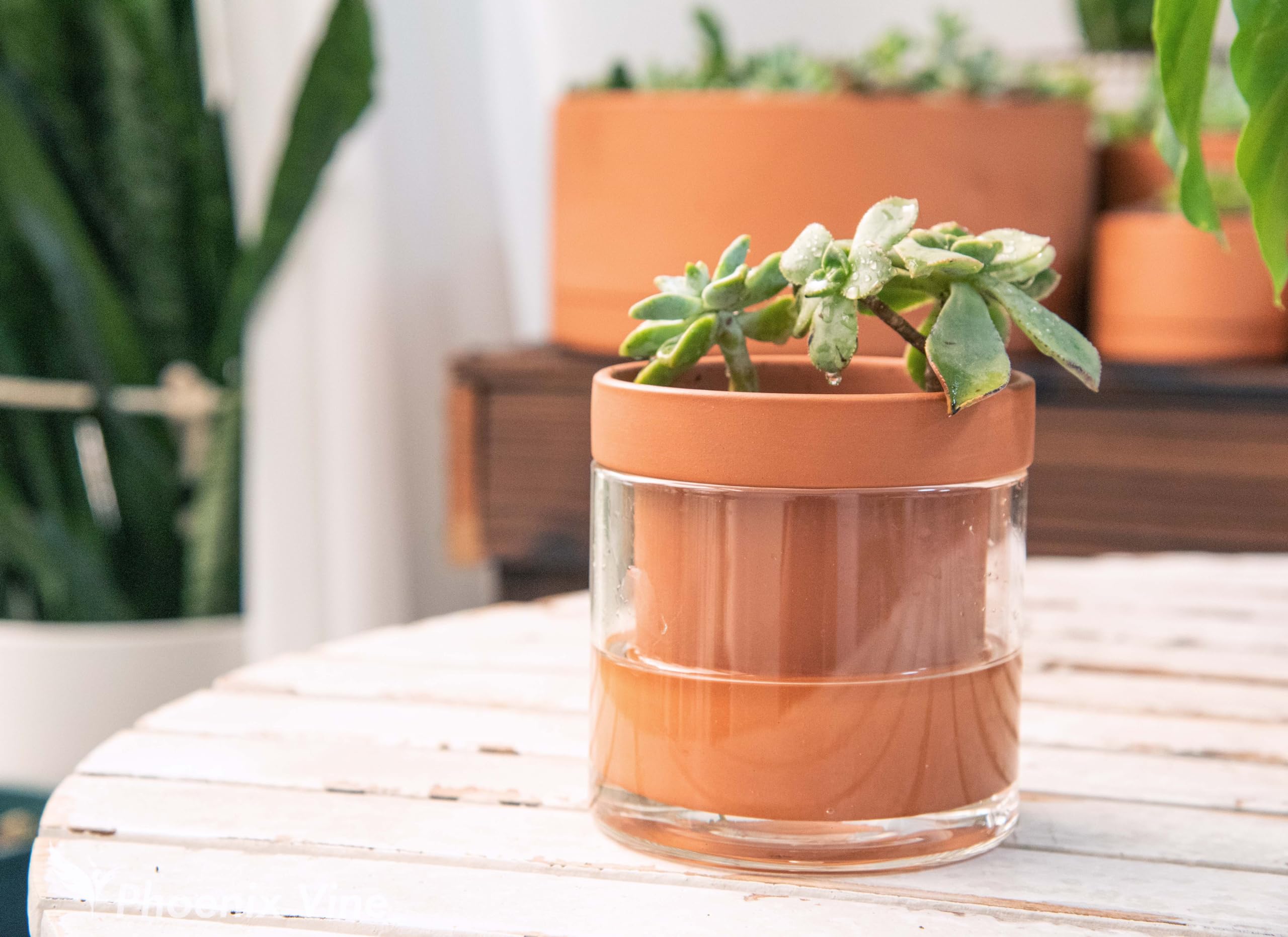 Phoenix Vine indoor herb planter on a sunny windowsill.