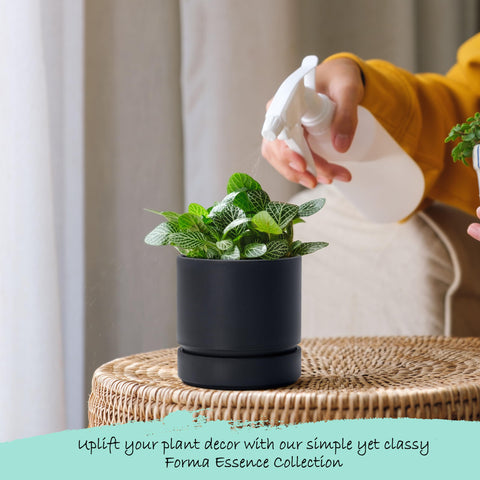 Phoenix Vine indoor windowsill planter blends with natural light and greenery.
