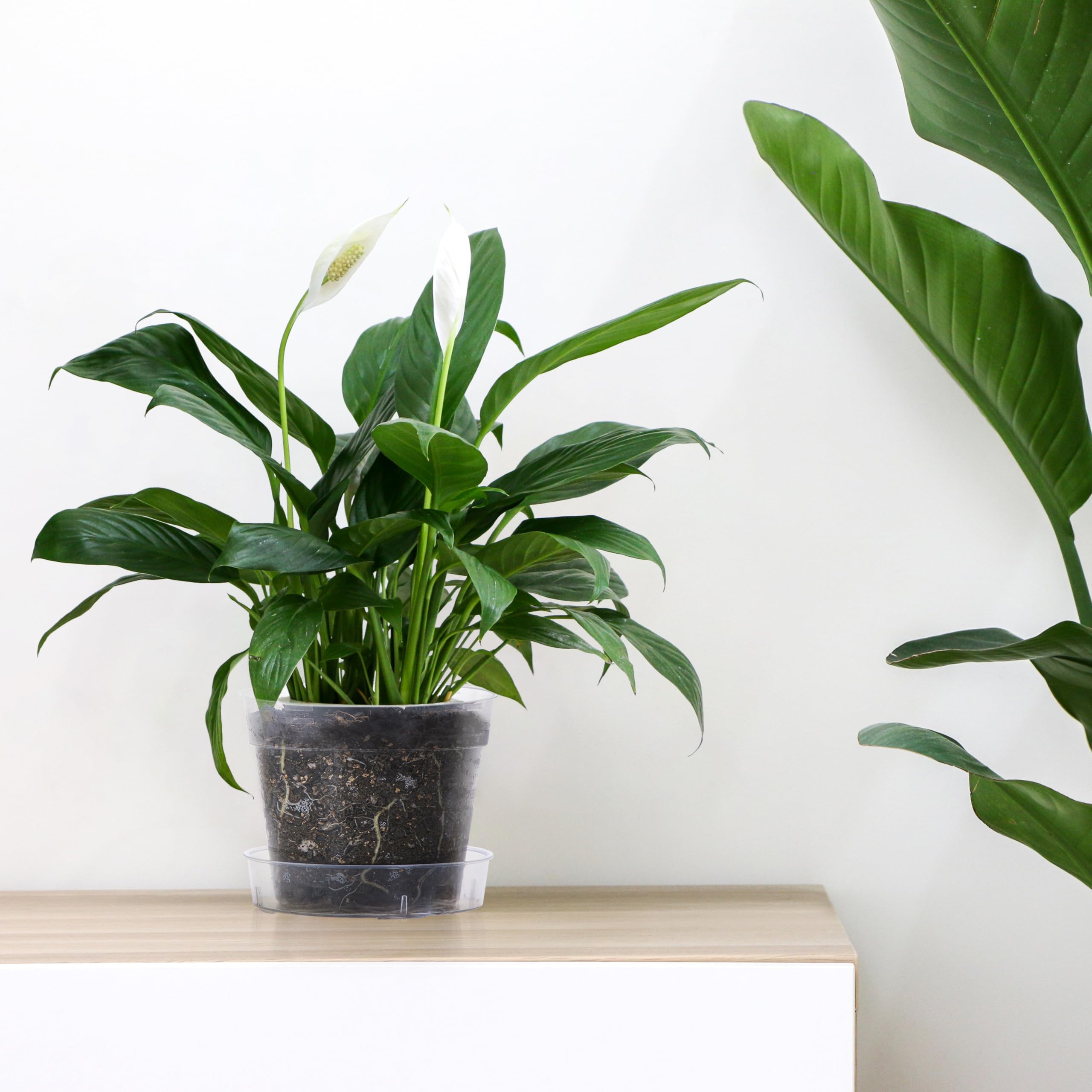 Phoenix Vine interlocking detachable tray highlights easy handling and tidy plant display