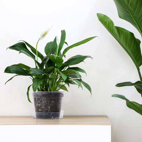 Phoenix Vine interlocking detachable tray highlights easy handling and tidy plant display