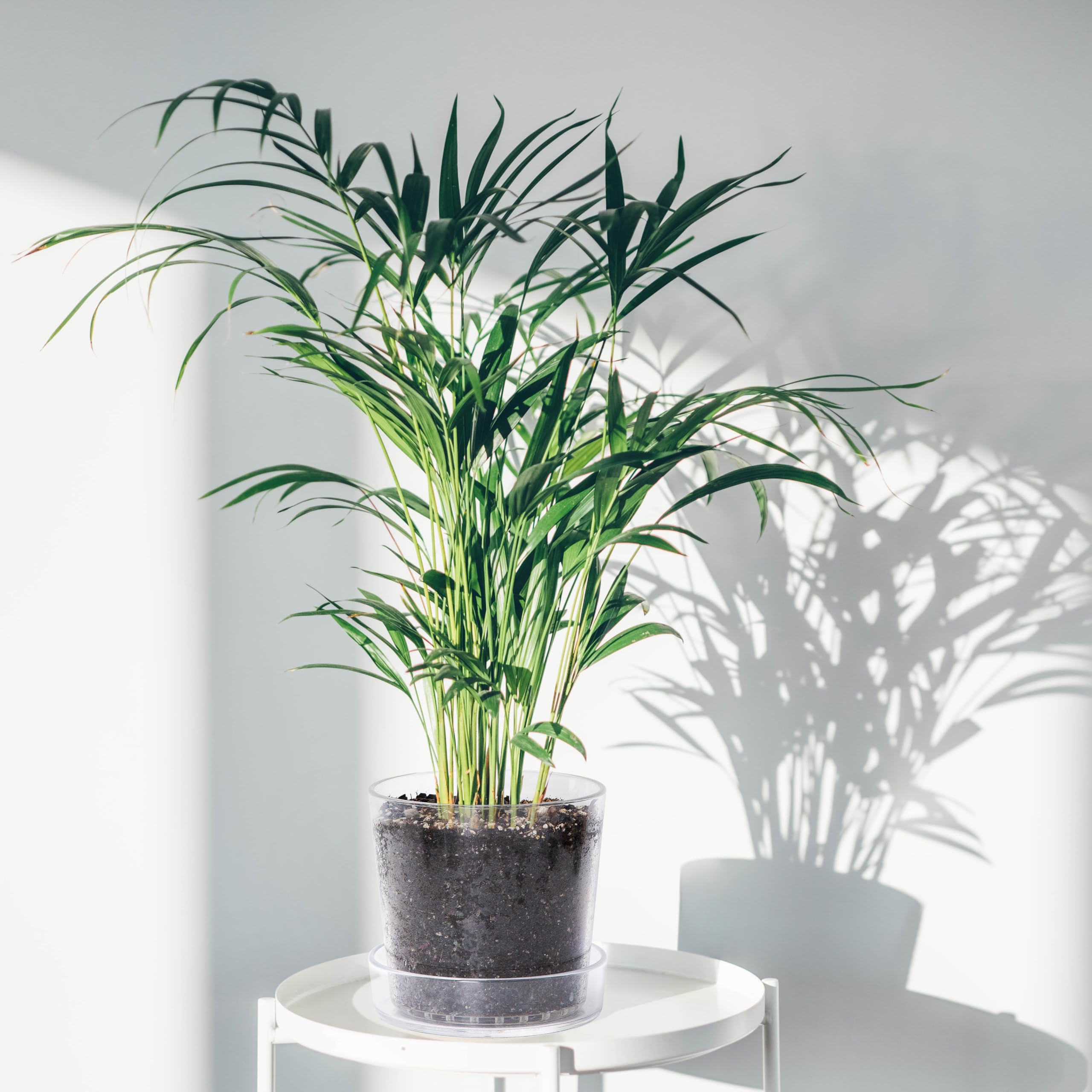 Phoenix Vine modern indoor planter complements any space with clear, contemporary design