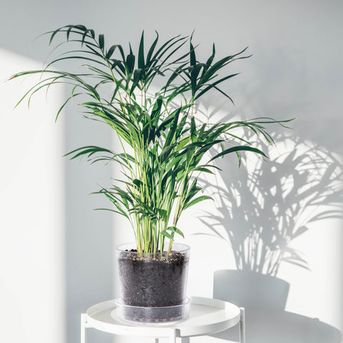 Phoenix Vine modern indoor planter complements any space with clear, contemporary design