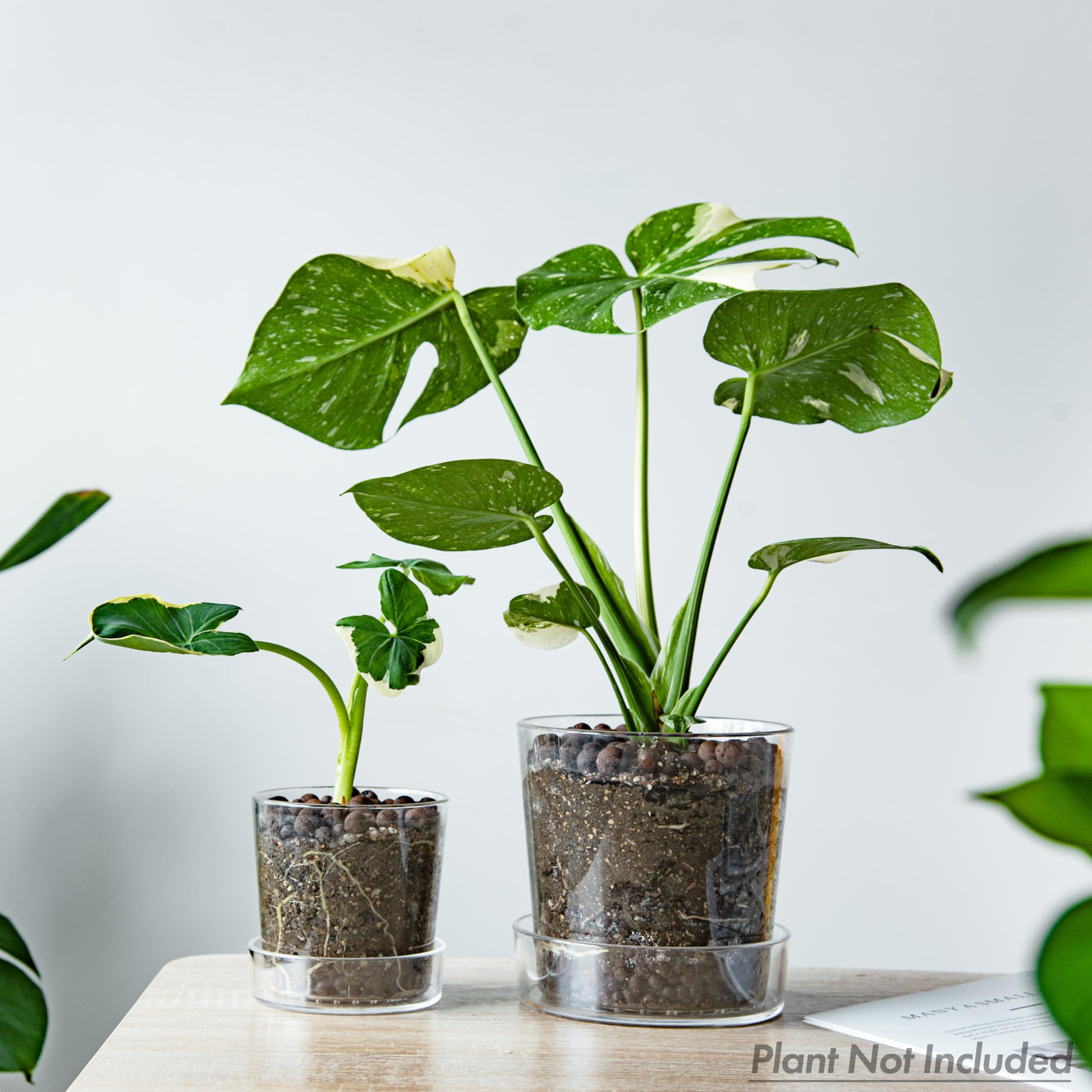 Phoenix Vine orchid planter with clear walls elevates display and health checks.