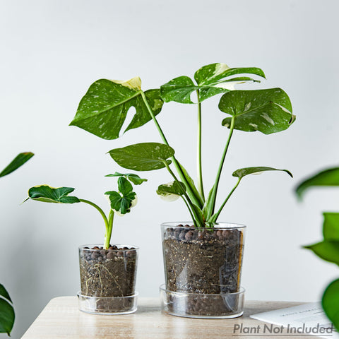 Phoenix Vine orchid planter with clear walls elevates display and health checks.