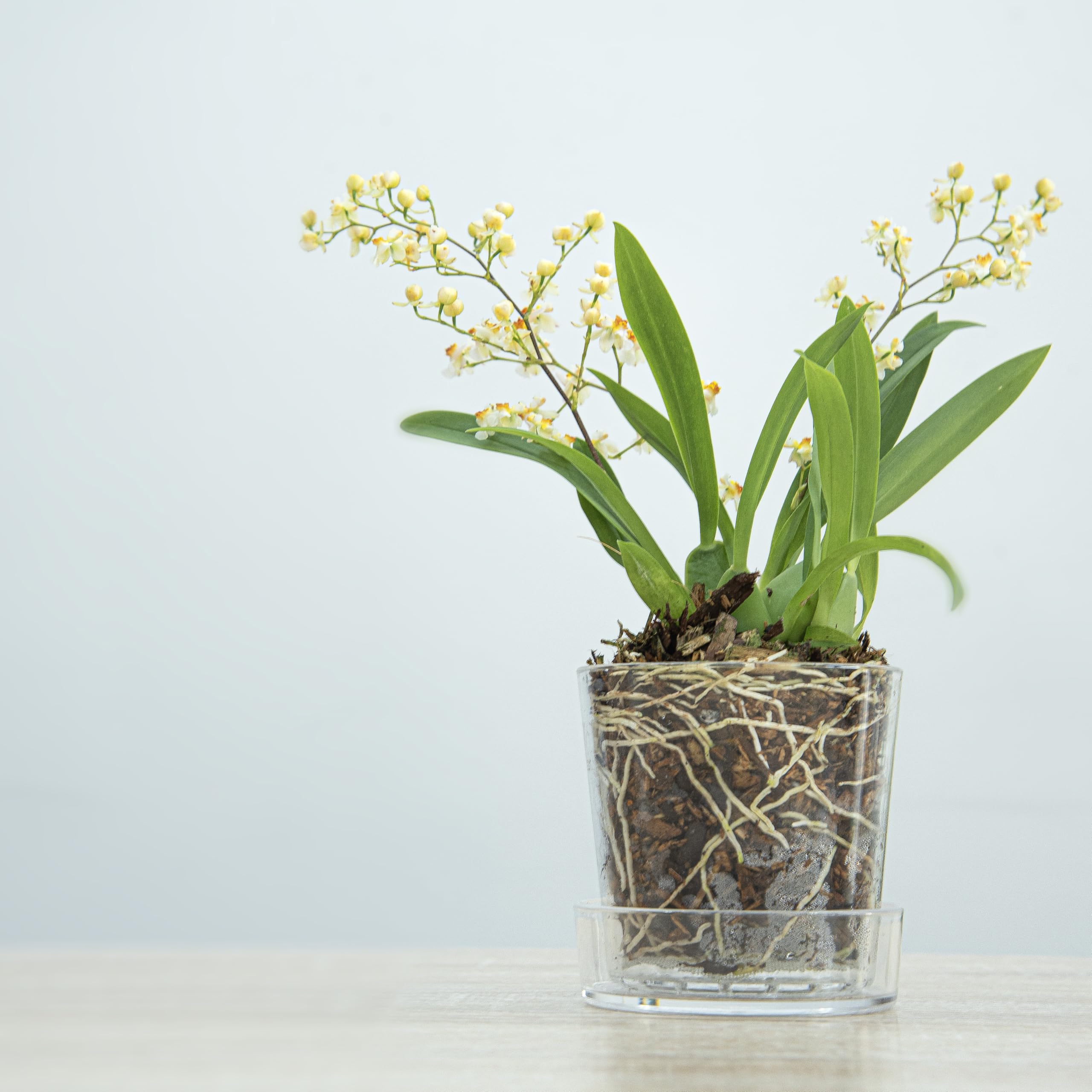 Phoenix Vine planter with drainage holes promotes proper watering for healthy roots.
