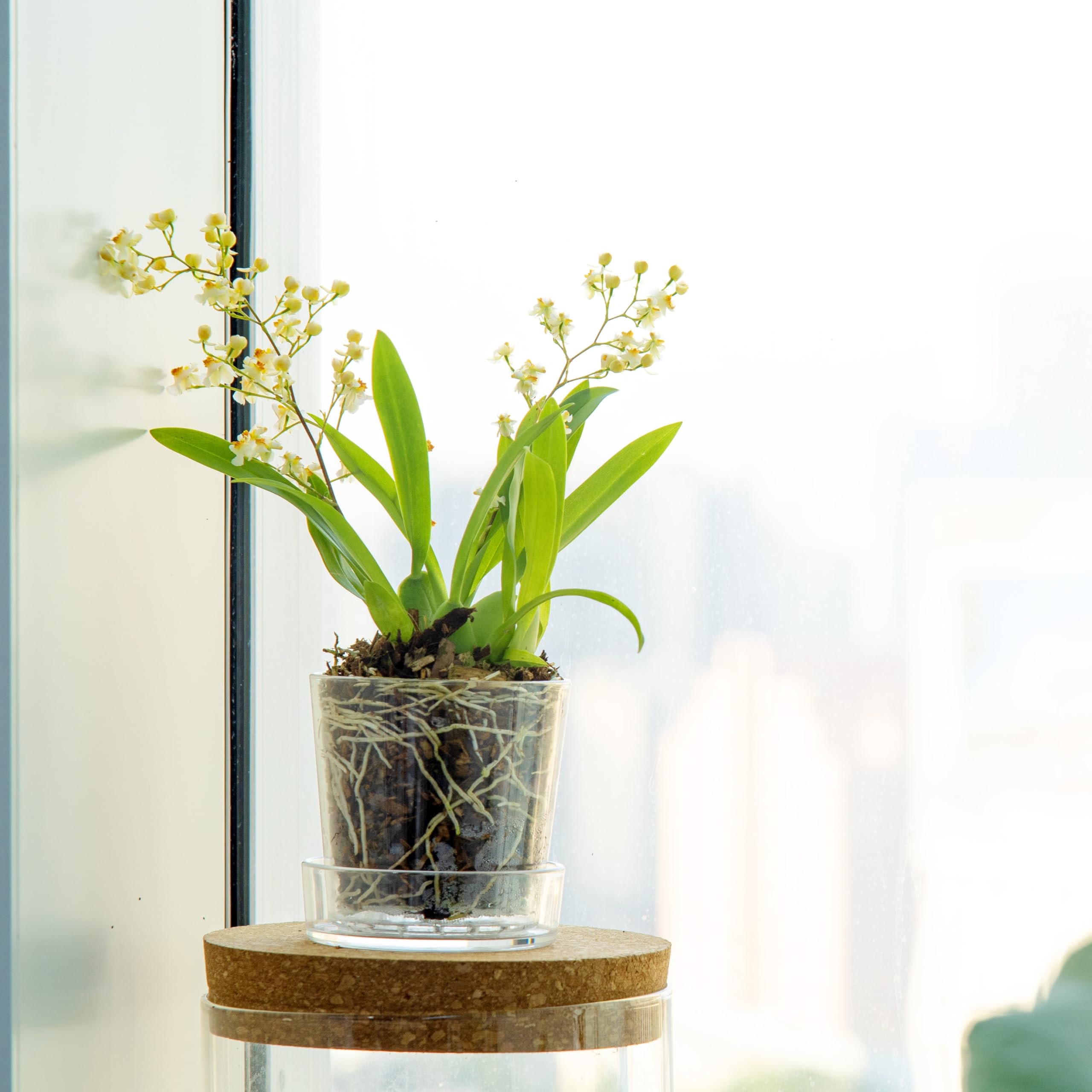 Phoenix Vine durable acrylic remains lightweight yet sturdy.