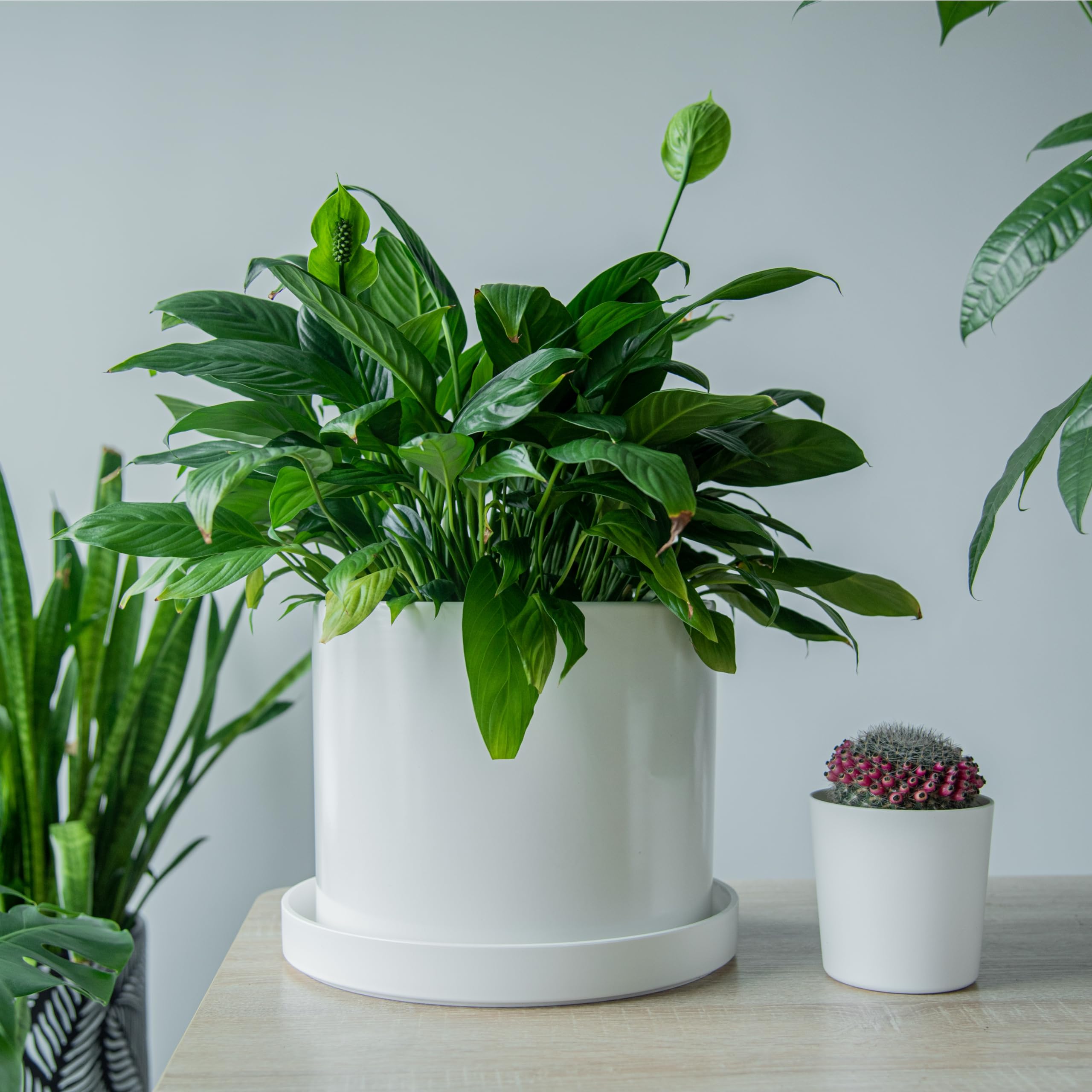 Phoenix Vine durable lightweight plastic offers long-lasting indoor and outdoor performance.